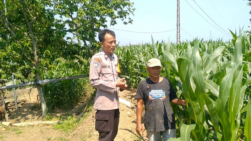 Polsek Wungu Dukung Ketahanan Pangan Melalui Pendampingan Petani Jagung